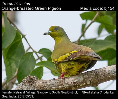 Treron Bicinctus Jerdon Orange Breasted Green Pigeon Birds