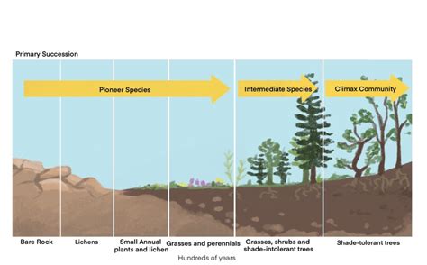 The Correct Order Of Ecological Succession