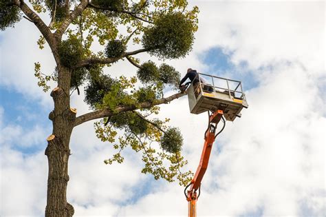 Snoeien En Kappen Met Een Hoogwerker Van Den Bosch Boomverzorging