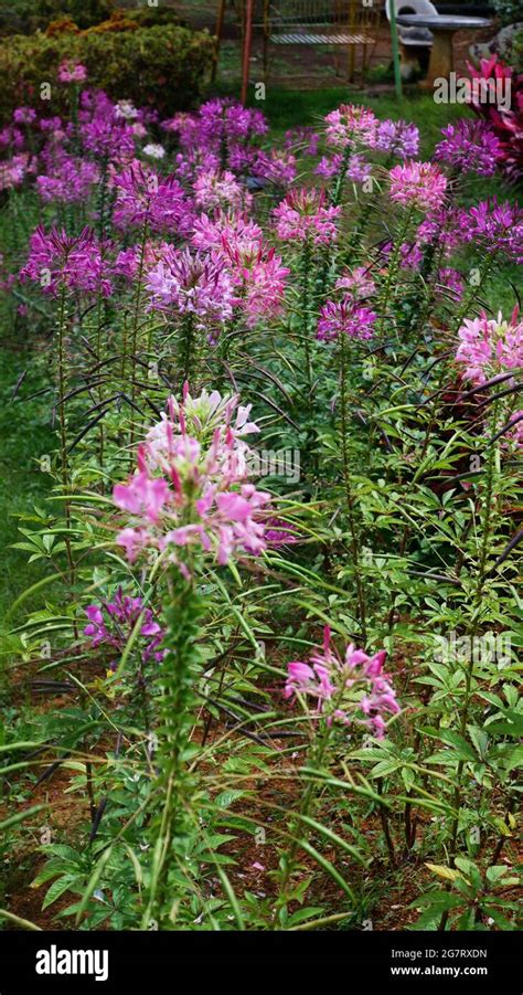 Lycoris varieties hi-res stock photography and images - Alamy