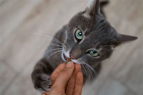 Por qué cuando acaricio a mi gato me muerde razones y qué hacer