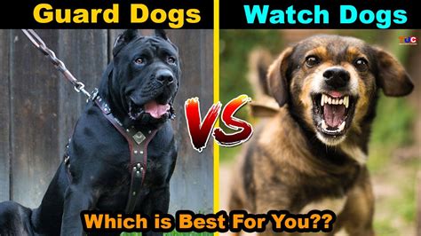 Whats The Difference Between A Guard Dog And Watchdog