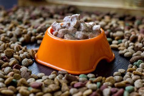 How To Make Dry Dog Food Wet Easier Than You Think