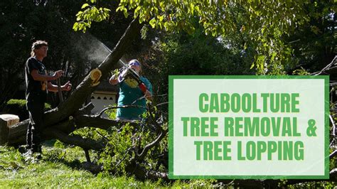 Caboolture Tree Removal Tree Lopping Tree Removal Caboolture