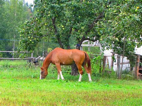 - a Horse in the Yard Under an Apple Tree. Stock Image - Image of ...