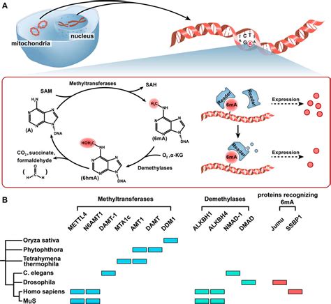 Frontiers Dna N6 Methyladenine Modification In Eukaryotic Genome