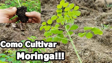 Como Cultivar Moringa Paso A Paso Youtube