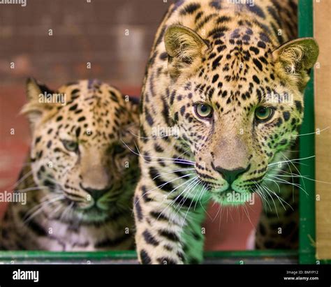 Amur leopard cubs hi-res stock photography and images - Alamy