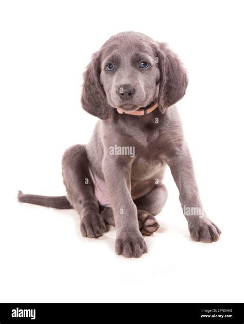 Domestic Dog Weimaraner Blue Long Haired Variety Puppy Sitting