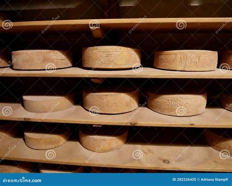 Cheese Wheels Ripening In Cheese Cellar At Farm In Lombardy Italy