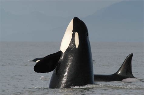 Orca Pod Breaching