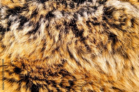 Animal Fur Background Texture Of Furry Fur Natural Animal Wildlife