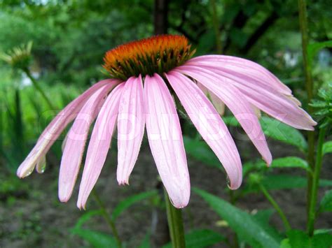 Blume Echinacea Purpurea Im Garten Stock Bild Colourbox