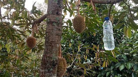 Siapkan BOTOL Banyak Lalat Buah Tertangkap Dengan Cara Ini Durian