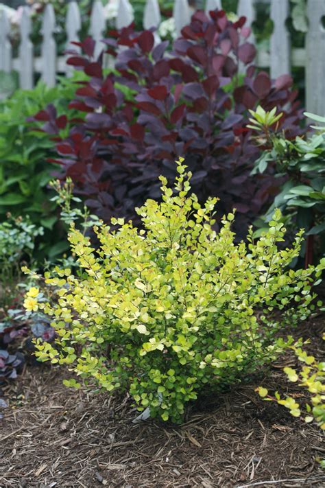 Cesky Gold® Dwarf Birch | Plant Addicts