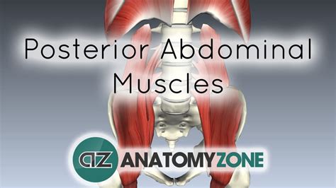 Muscles Of The Posterior Abdominal Wall 3d Models Video Tutorials