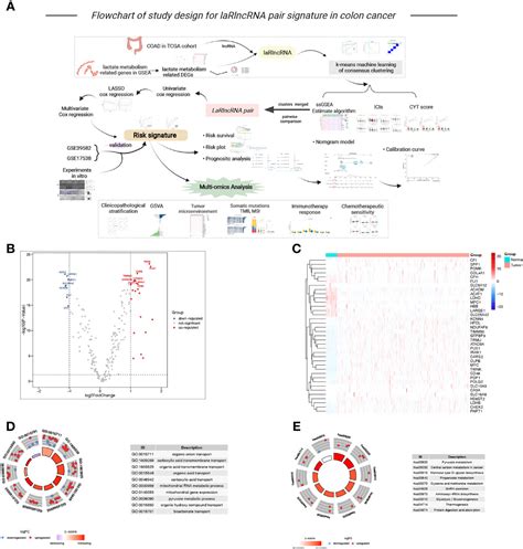 Frontiers Lactate Metabolism Associated Lncrna Pairs A Prognostic