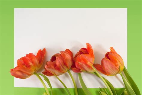 Free Images Nature Blossom Petal Bloom Tulip Orange Green Red