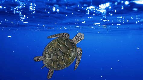 60 Turtle Wallpapers Hd Backgrounds Free Download Baltana