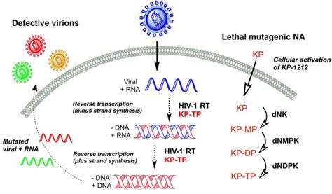 Viruses Free Full Text Current Perspectives On HIV 1 Antiretroviral