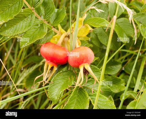 Big Hips Hi Res Stock Photography And Images Alamy