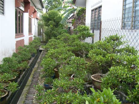 Seni Bonsai Satu Malaysia Pokok Bonsai
