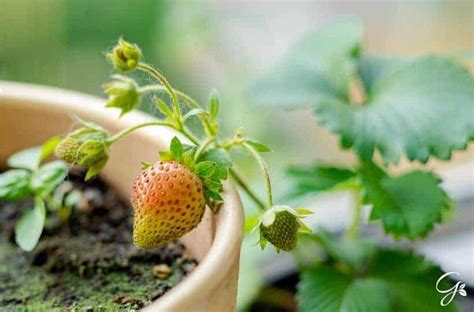 How To Grow Strawberries Indoors From Seeds Gardening Is Great