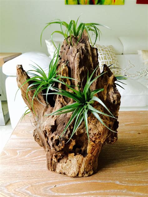 Driftwood Arrangement With Air Plants Fast Shipping Unique Etsy Air Plants Unique