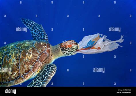 Sea Turtle Plastic Bag High Resolution Stock Photography And Images Alamy