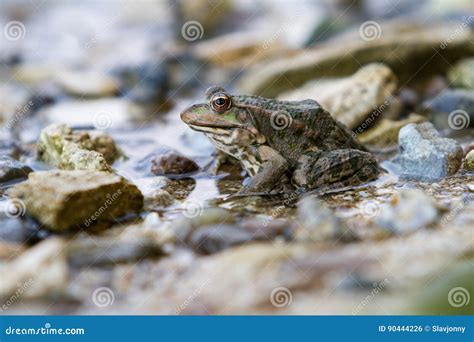 Ranas Que Se Sientan En La Orilla Foto De Archivo Imagen De Limo