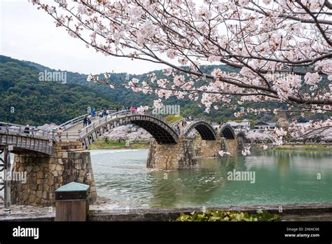 Yamaguchi Prefecture Japan April People Enjoy Cherry