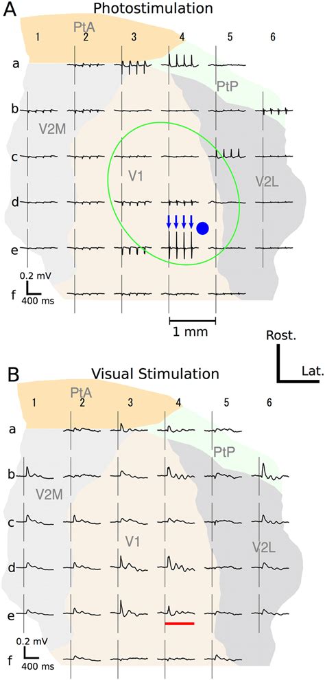 Cortical Maps Of Photo Evoked A And Visually Evoked B Ecogs A