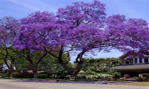 Paulownia Tomentosa Royal Empress Tree Princess Tree 2000 | Etsy
