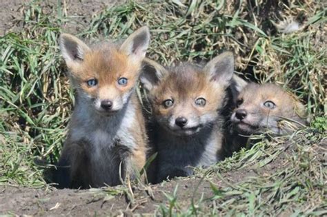 Top 10 Highest Rated Wildlife Documentaries
