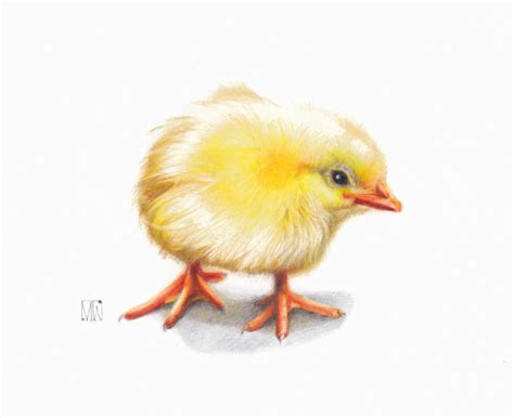 Original Coloured Pencil Drawing Chick By Micaela Walker Etsy New Zealand