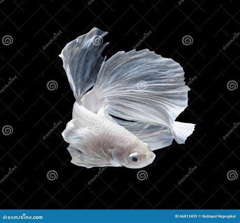 White Platt Platinum Siamese Fighting Fish White Siamese Fighti Stock