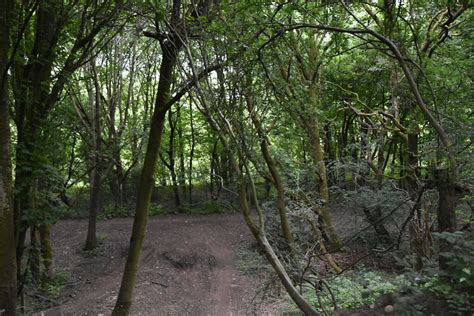 Woodland By The Irwell Sculpture Trail N Chadwick Geograph Britain