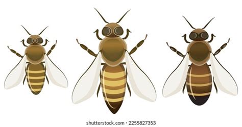 Worker Bee Queen Drone Images Stock Photos D Objects