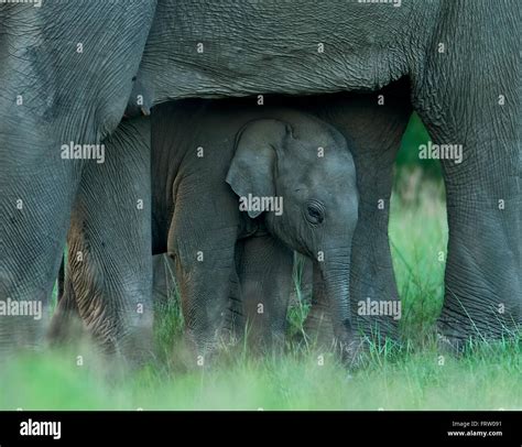 elephant mother and calf Stock Photo - Alamy