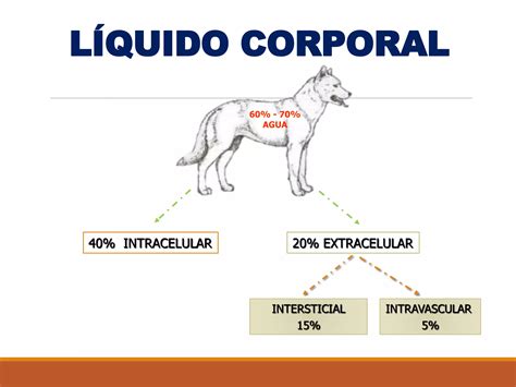 Fluido Terapia En Peque As Especies Ppt