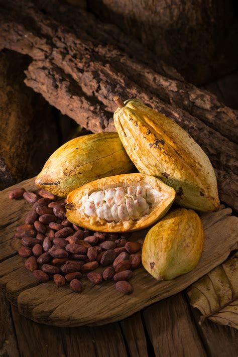 Cacao Fruit Raw Cacao Beans Cocoa Pod On Wooden Background Stock