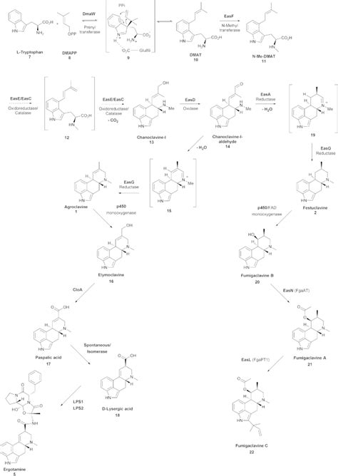 Early And Late Biosynthetic Pathways Of Ergot Alkaloids Download