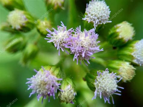 Macro shot Bandotan Ageratum conyzoides es un tipo de maleza agrícola