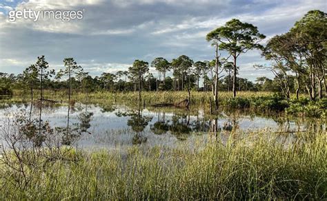 Swamps And Still Ponds In St Andrews State Park Panama City Beach