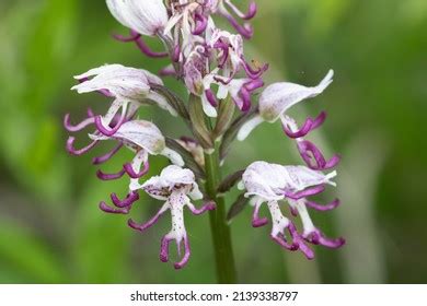 Naked Man Orchid Orchis Italica Close Stock Photo 2139338799 Shutterstock