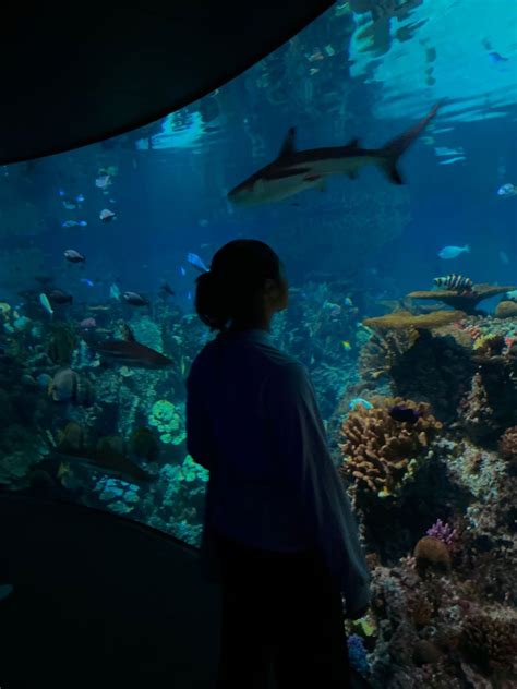 A Person Standing In Front Of An Aquarium Looking At Fish