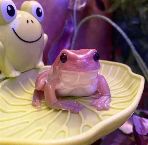 Pink Tree Frogs