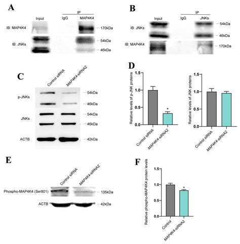 Cells Free Full Text Map K Jnk Signaling Pathway Stimulates