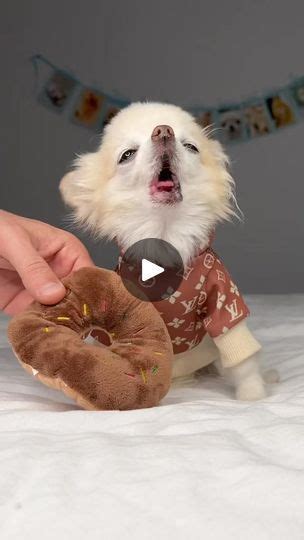 Cute Chihuahua With Donut