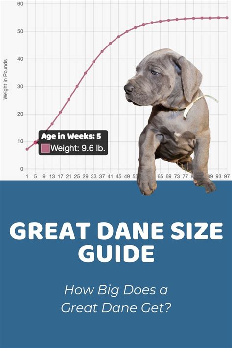 How Many Puppies Can A Great Dane Have